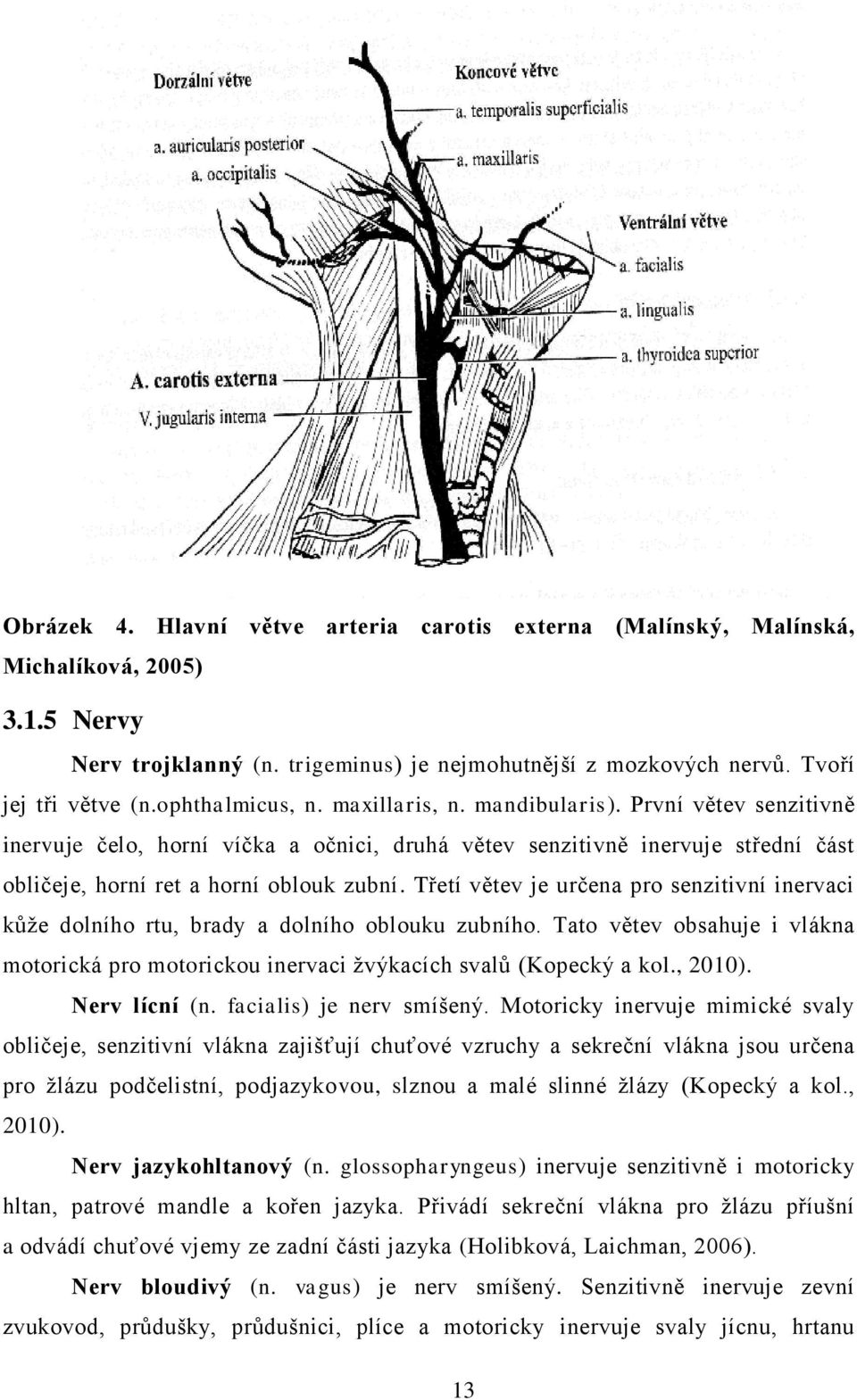 Třetí větev je určena pro senzitivní inervaci kůže dolního rtu, brady a dolního oblouku zubního. Tato větev obsahuje i vlákna motorická pro motorickou inervaci žvýkacích svalů (Kopecký a kol., 2010).