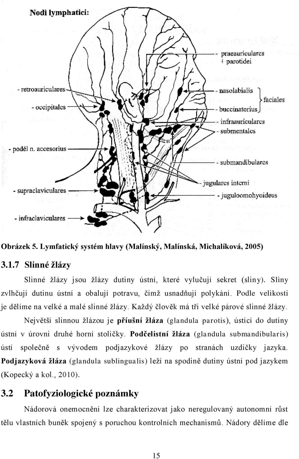 Největší slinnou žlázou je příušní žláza (glandula parotis), ústící do dutiny ústní v úrovni druhé horní stoličky.