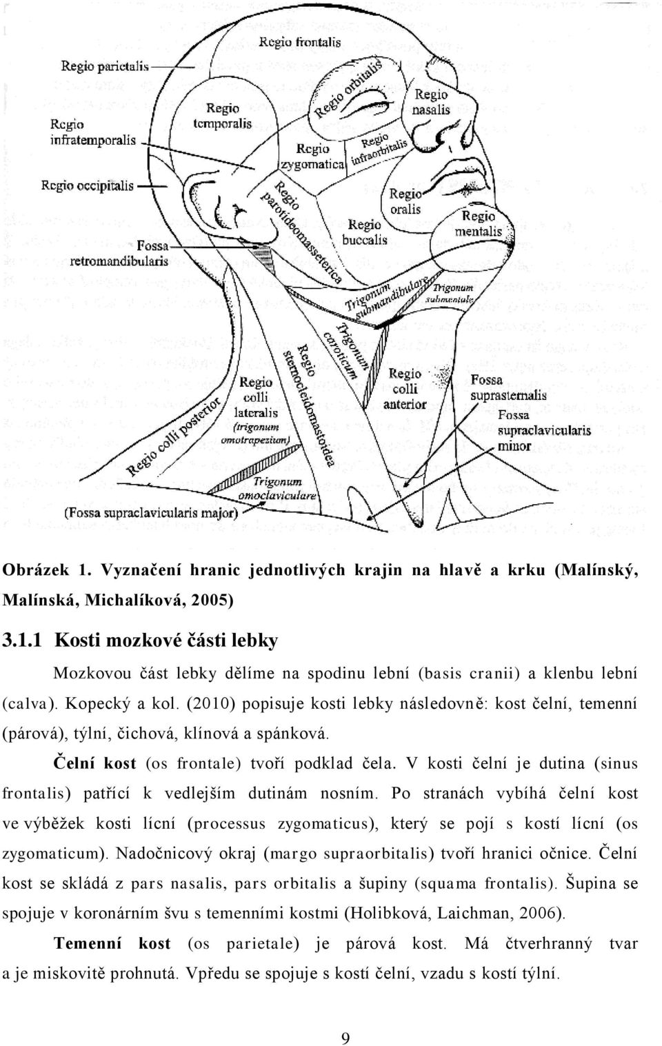 V kosti čelní je dutina (sinus frontalis) patřící k vedlejším dutinám nosním.