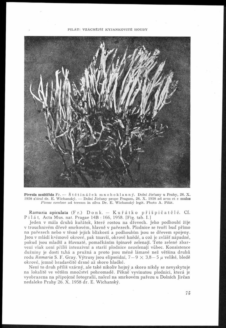 Ště tin á če k mnohoklanný. Dolní Jirča n y u P rahy, 26. X. J958 sbíral dr. E. W ichanský. D olní Jir č a n y prope Pragam, 26. X. 1958 ad acus e t r; mulos P iceae excelsae ad terram in silva Dr. E. W ichanský legit.