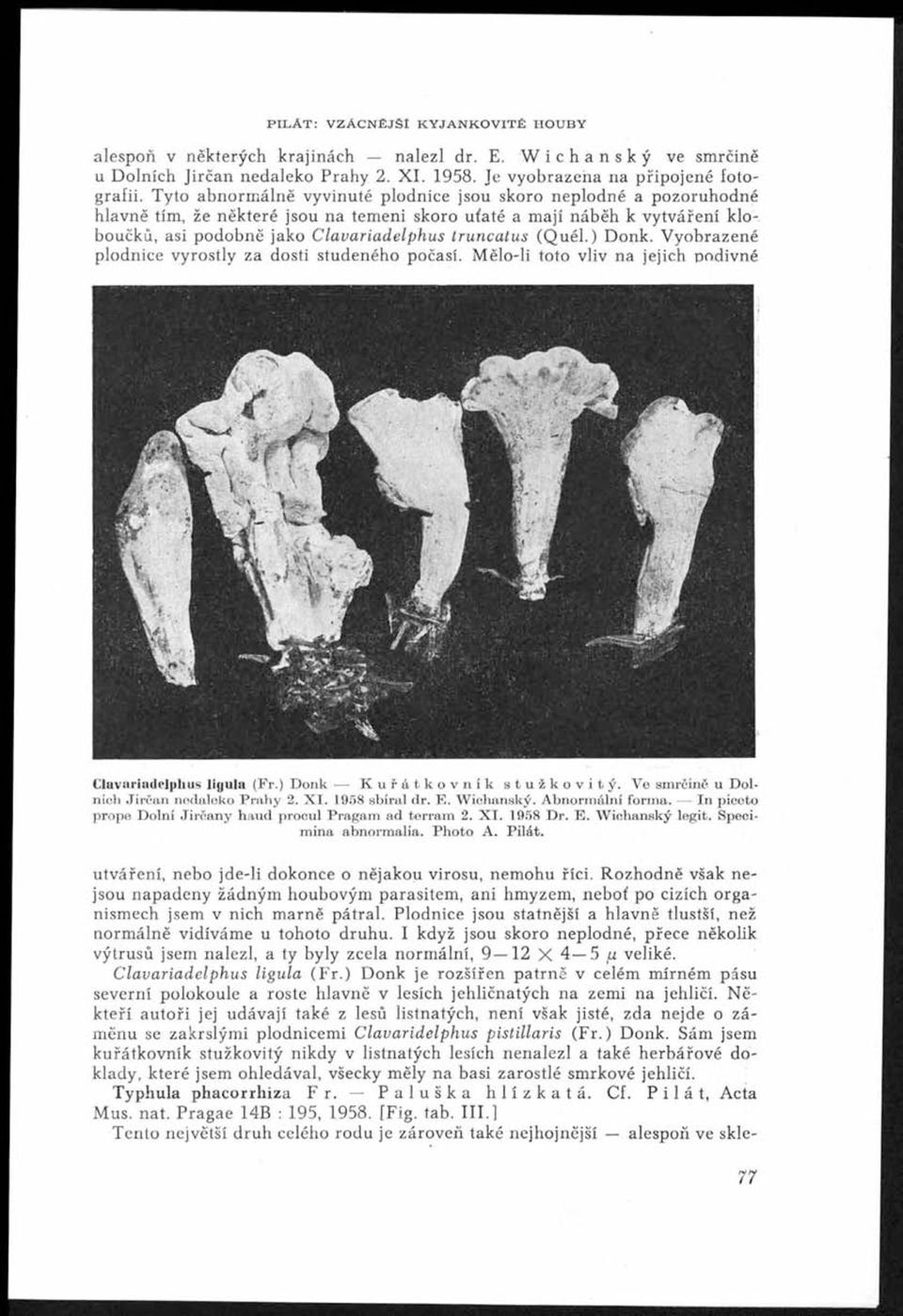 Tyto abnorm álně vyvinuté plodnice jsou skoro neplodné a pozoruhodné hlavně tím, že některé jsou na temeni skoro uťaté a mají náběh k vytváření kloboučků, asi podobně jako C lav a riad elp h u s