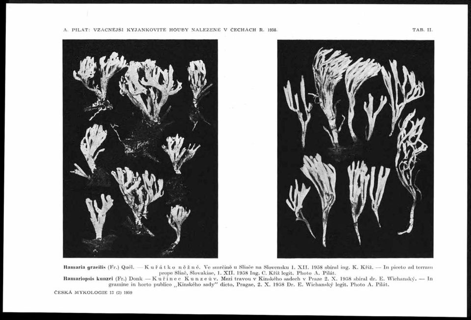 K říž legit. Photo A. P ilát. Kainariopsis kunzťi (Fr.) D onk K uřinec Kunzeův. Mezi travou v K inského sadech v Praze 2. X. 1958 sbíral dr. E.