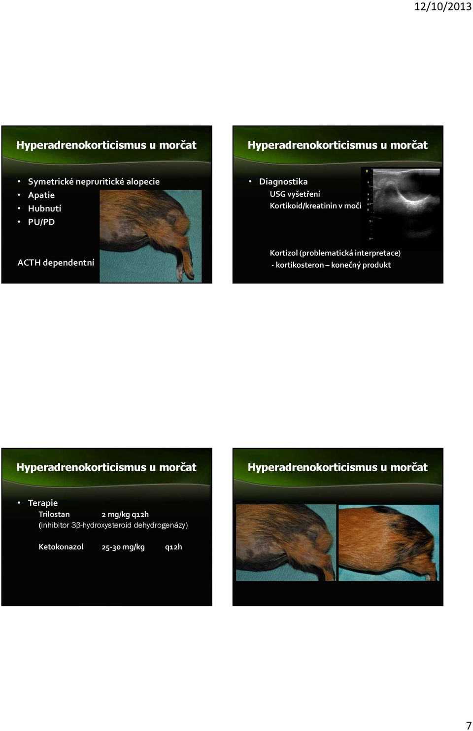 (problematická interpretace) kortikosteron konečný produkt Hyperadrenokorticismus u morčat