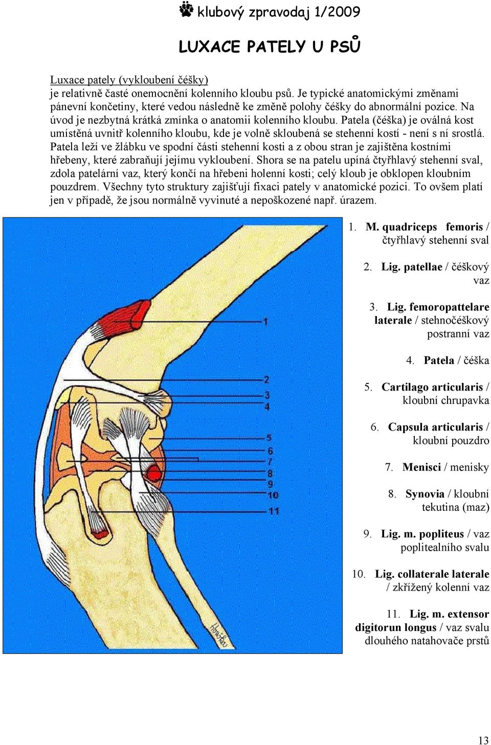 Patela (čéška) je oválná kost umístěná uvnitř kolenního kloubu, kde je volně skloubená se stehenní kostí - není s ní srostlá.