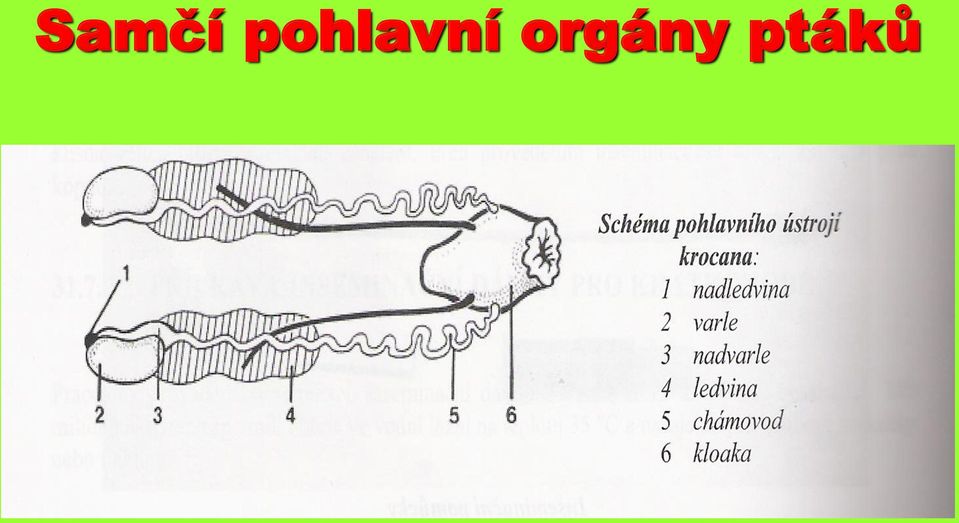 orgány