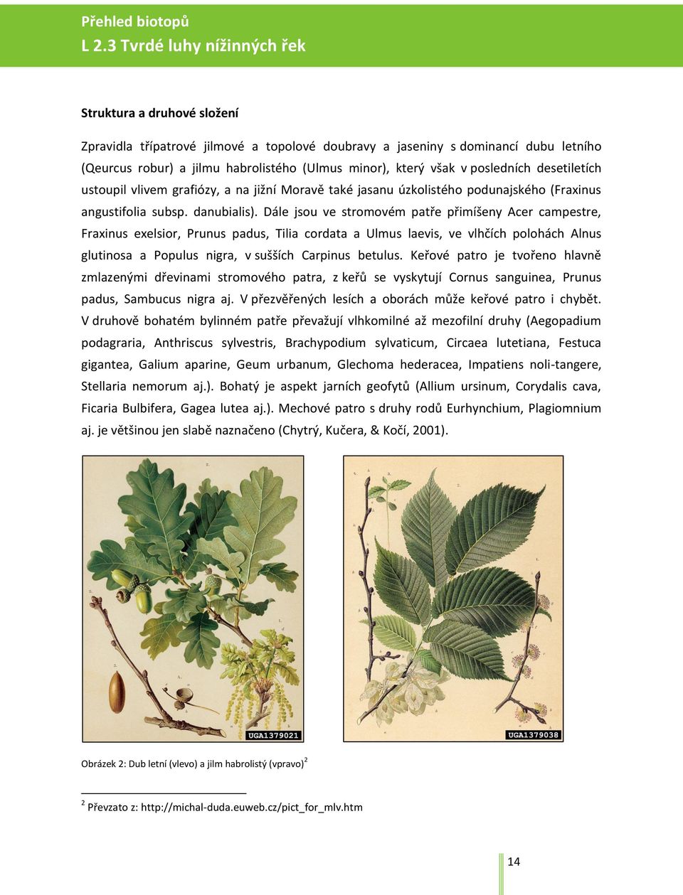 však v posledních desetiletích ustoupil vlivem grafiózy, a na jižní Moravě také jasanu úzkolistého podunajského (Fraxinus angustifolia subsp. danubialis).