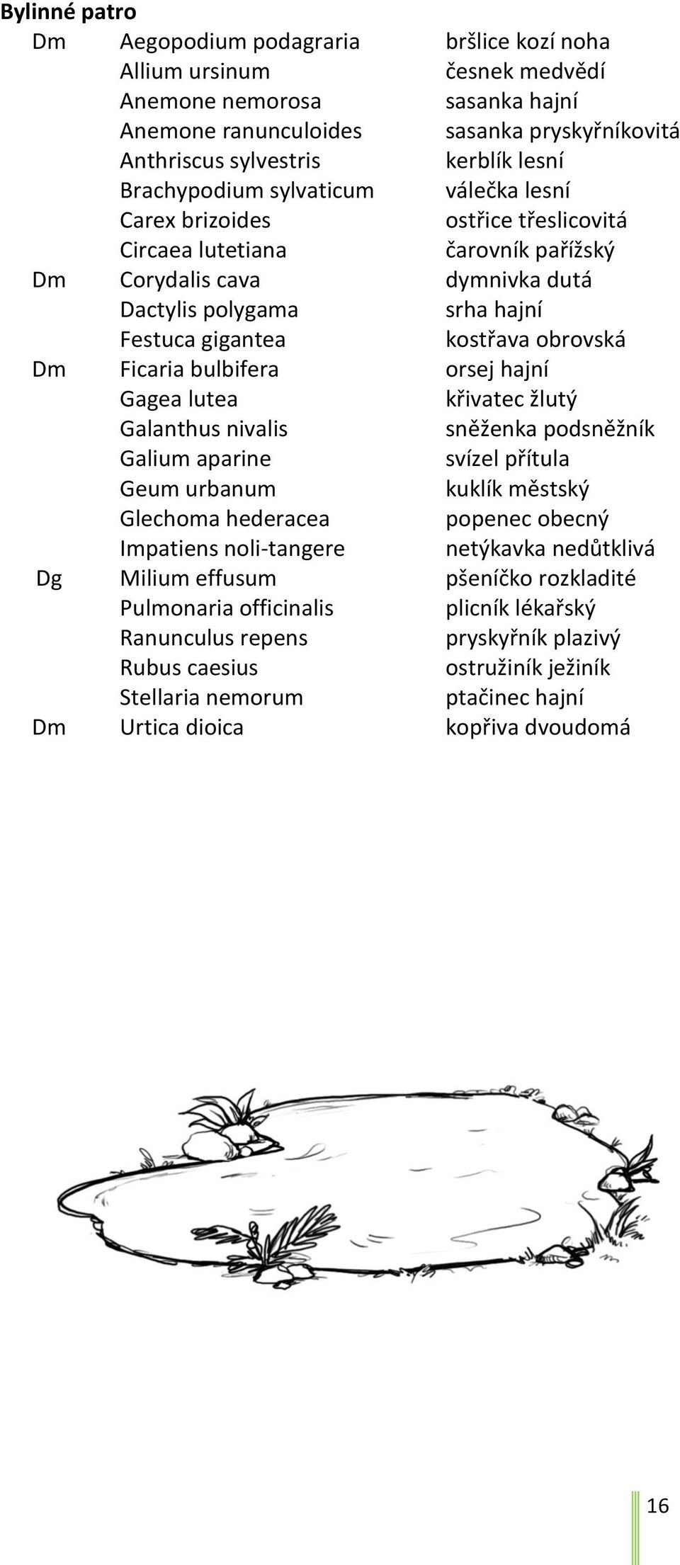 obrovská Dm Ficaria bulbifera orsej hajní Gagea lutea křivatec žlutý Galanthus nivalis sněženka podsněžník Galium aparine svízel přítula Geum urbanum kuklík městský Glechoma hederacea popenec obecný