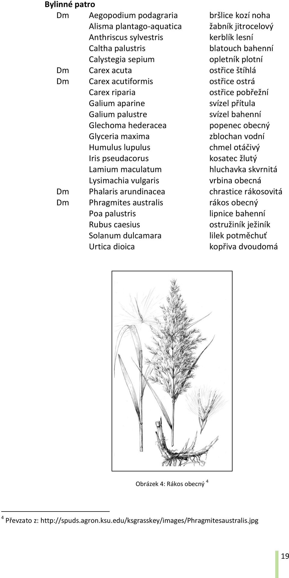 Glyceria maxima zblochan vodní Humulus lupulus chmel otáčivý Iris pseudacorus kosatec žlutý Lamium maculatum hluchavka skvrnitá Lysimachia vulgaris vrbina obecná Dm Phalaris arundinacea chrastice