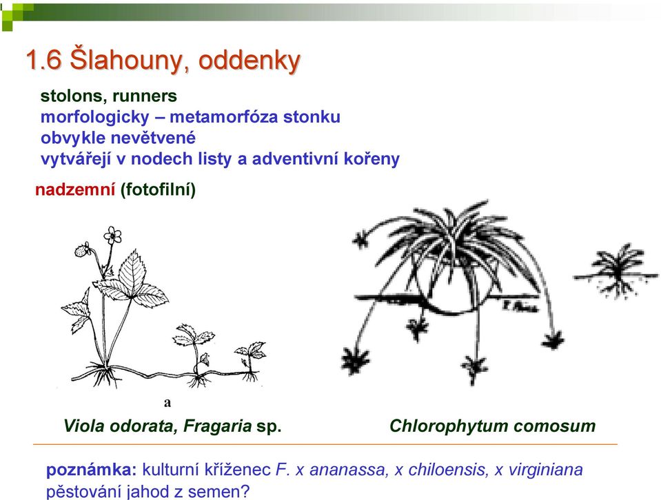 6 Šlahouny, oddenky stolons, runners morfologicky metamorfóza stonku