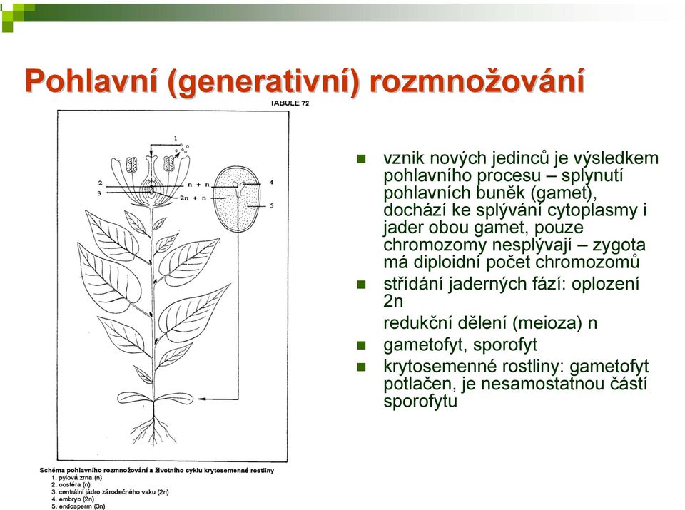 nesplývají zygota má diploidní počet chromozomů střídání jaderných fází: oplození 2n redukční