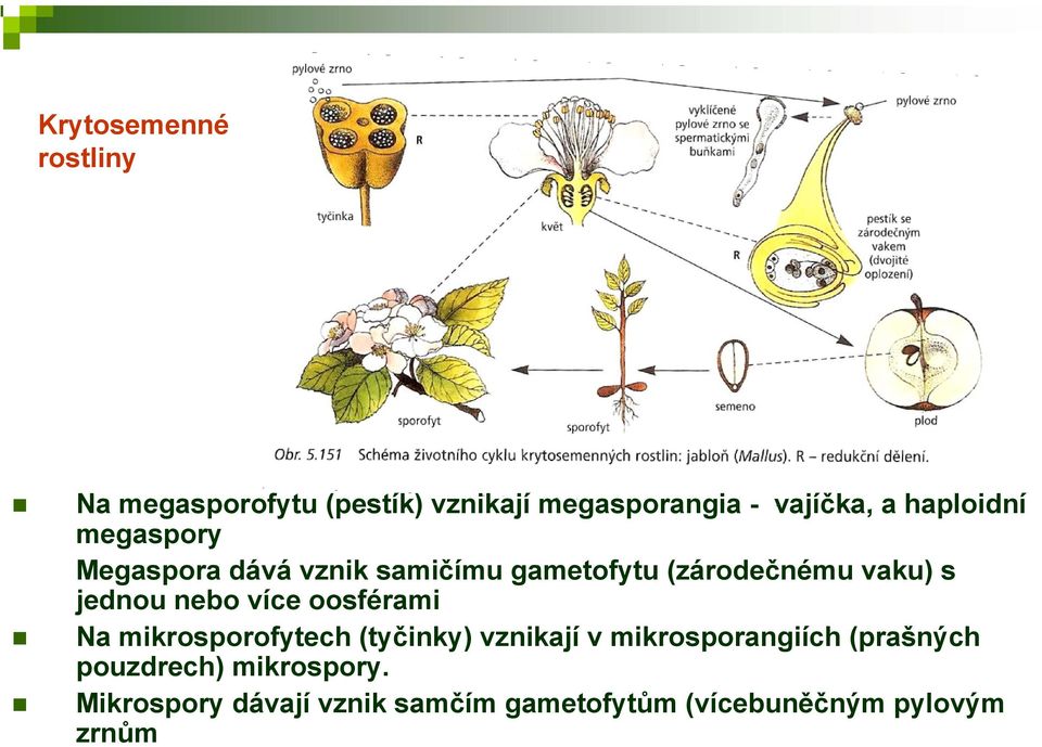 nebo více oosférami Na mikrosporofytech (tyčinky) vznikají v mikrosporangiích (prašných