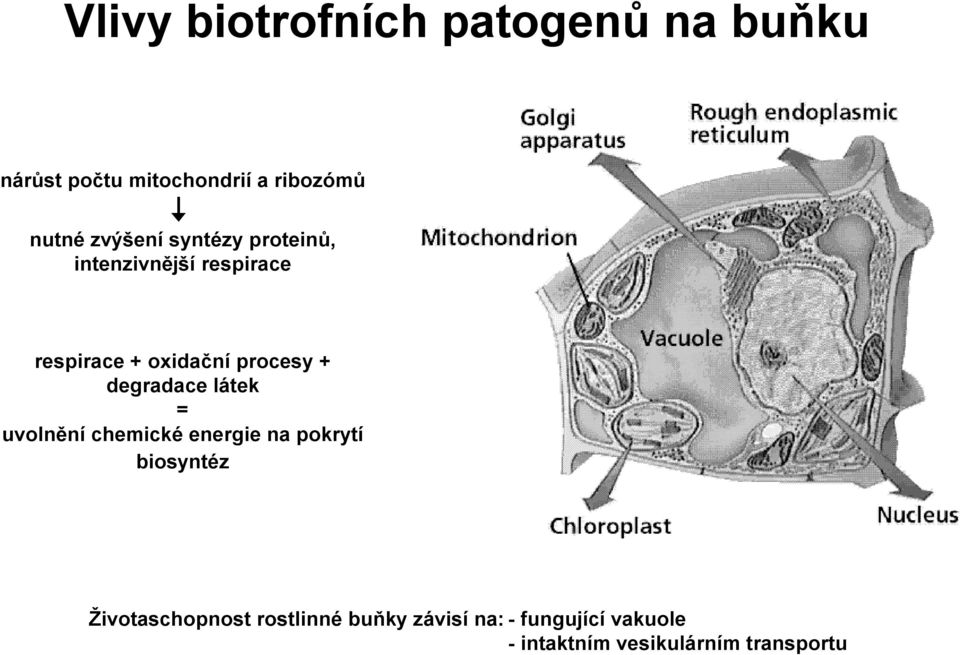 + degradace látek = uvolnění chemické energie na pokrytí biosyntéz