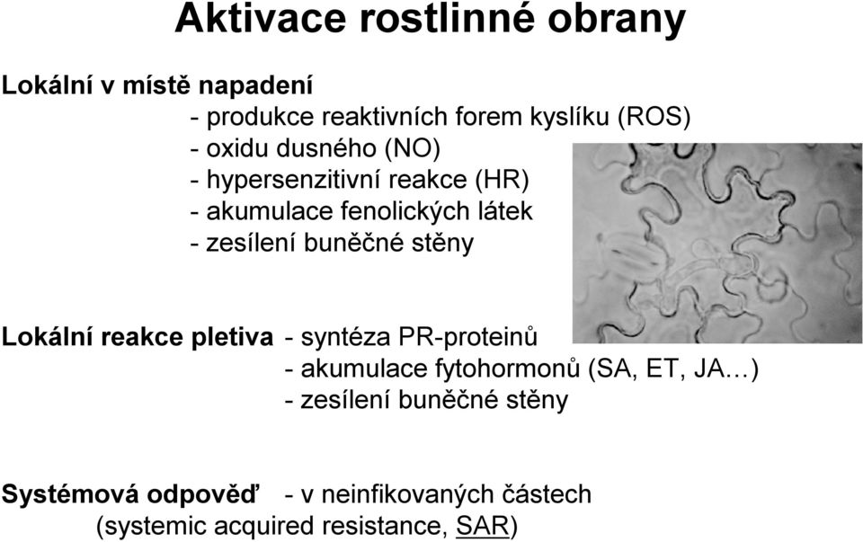 buněčné stěny Lokální reakce pletiva -syntéza PR-proteinů -akumulace fytohormonů (SA, ET, JA )