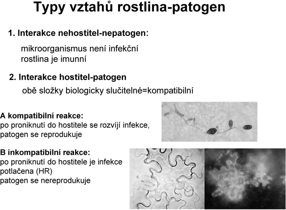 Interakce hostitel-patogen obě složky biologicky slučitelné=kompatibilní A kompatibilní reakce: