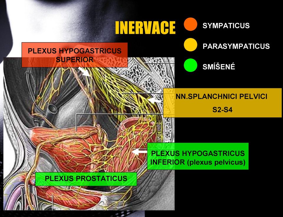 SPLANCHNICI PELVICI S2-S4 PLEXUS