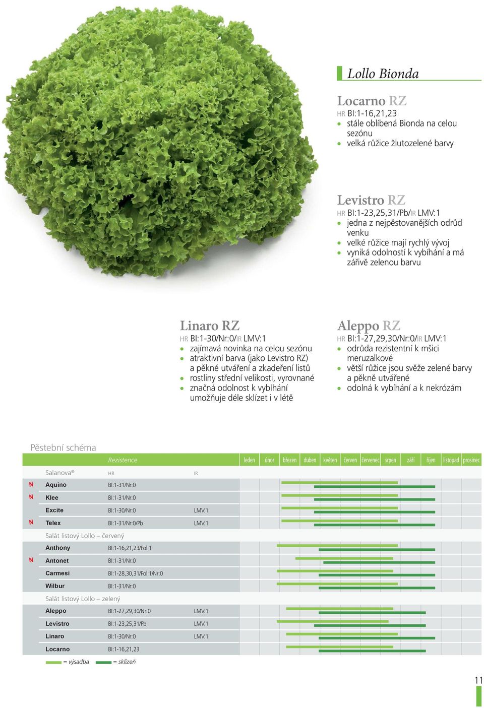 a zkadeření listů rostliny střední velikosti, vyrovnané značná odolnost k vybíhání umožňuje déle sklízet i v létě Aleppo RZ HR BI:1-27,29,30/Nr:0/IR LMV:1 odrůda rezistentní k mšici meruzalkové větší