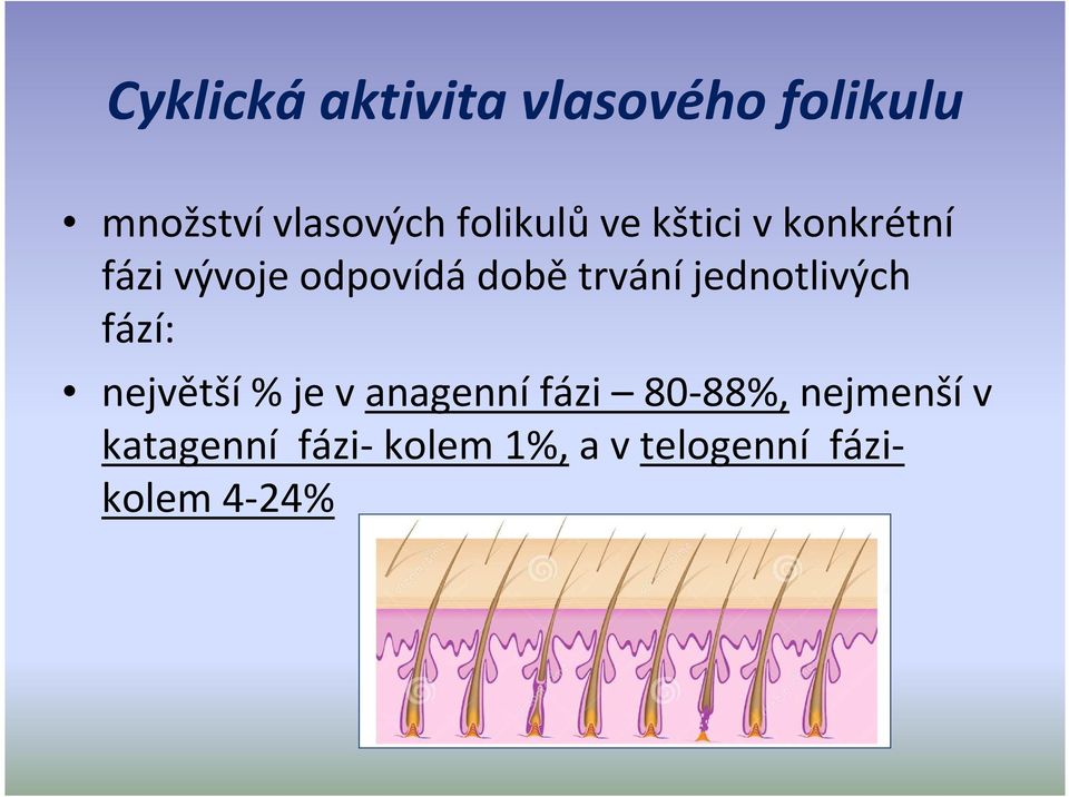 odpovídádobětrváníjednotlivých fází: největší% je v