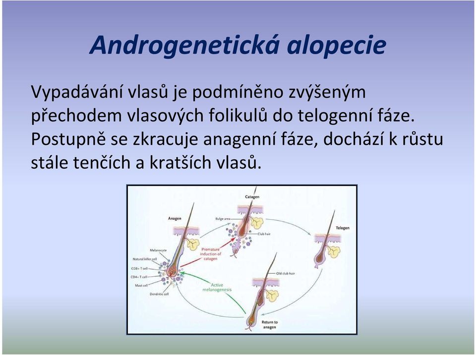 folikulůdo telogennífáze.