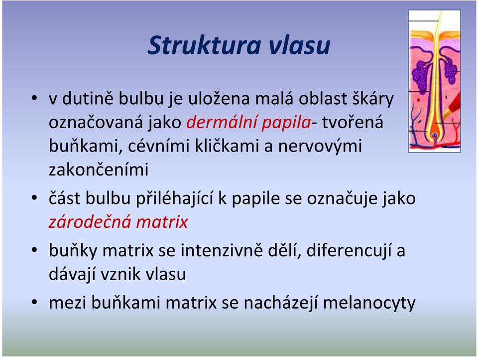 bulbu přiléhajícík papile se označuje jako zárodečná matrix buňky matrix se