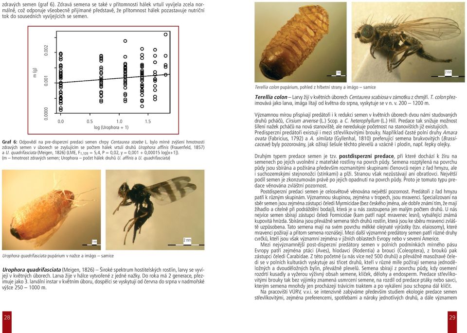 m (g) 0.0000 0.001 0.002 0.0 0.5 1.0 1.5 log (Urophora + 1) Graf 6: Odpovědí na pre-disperzní predaci semen chrpy Centaurea stoebe L.