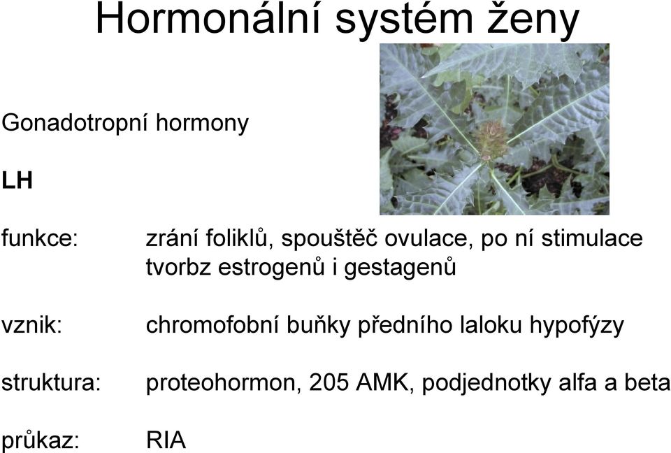 stimulace tvorbz estrogenů i gestagenů chromofobní buňky