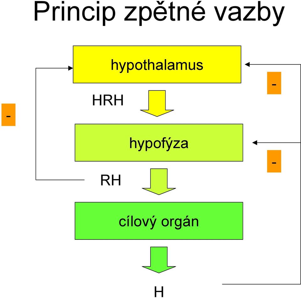 hypothalamus - RH