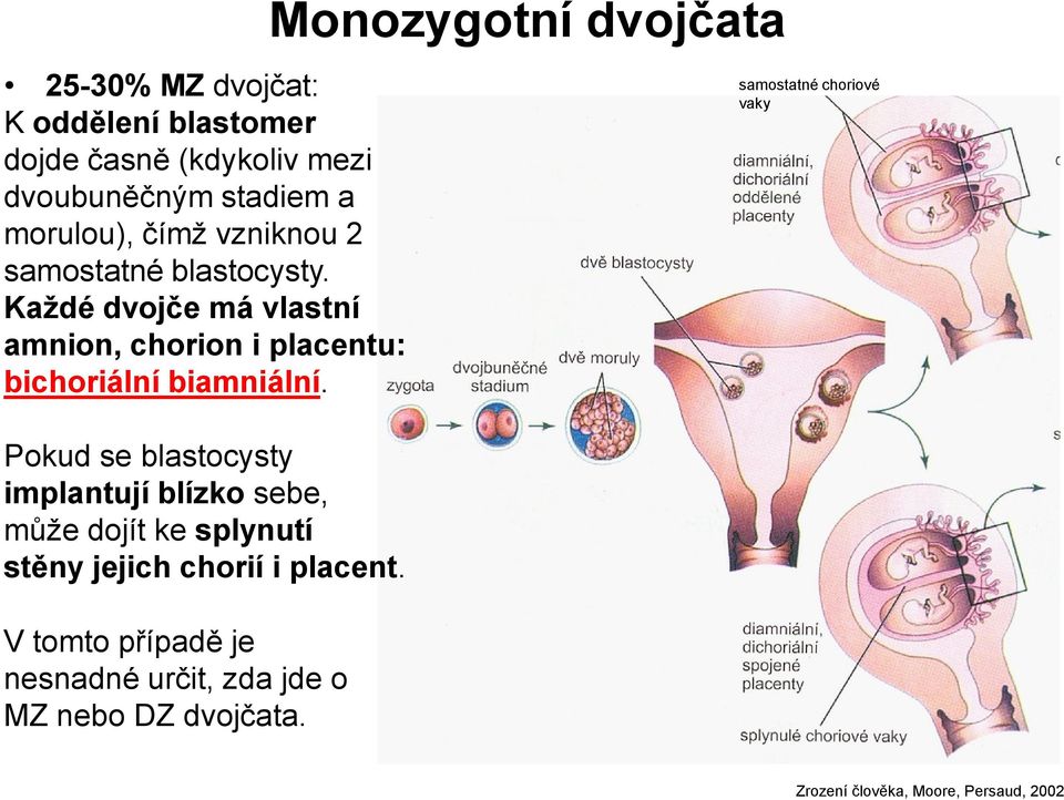 Pokud se blastocysty implantují blízko sebe, může dojít ke splynutí stěny jejich chorií i placent.