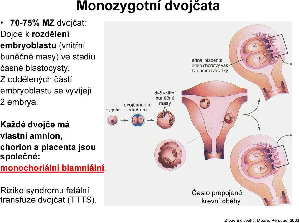 Každé dvojče má vlastní amnion, chorion a placenta jsou společné: monochoriální biamniální.