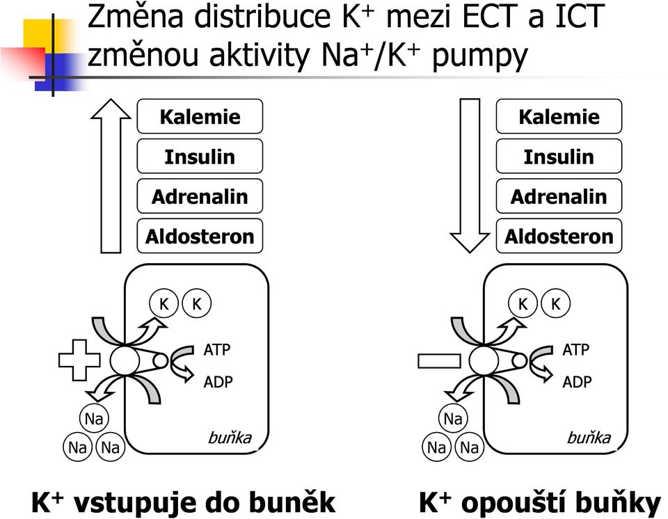 Insulin Adrenalin Aldosteron ATP ATP ADP ADP Na Na Na