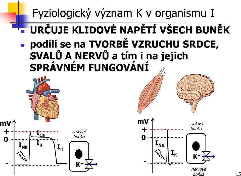 a tím i na jejich SPRÁVNÉM FUNGOVÁNÍ mv + 0 I Na I Ca I I