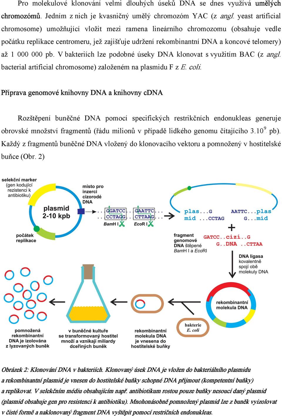 pb. V bakteriích lze podobné úseky DNA klonovat s využitím BAC (z angl. bacterial artificial chromosome) založeném na plasmidu F z E. coli.