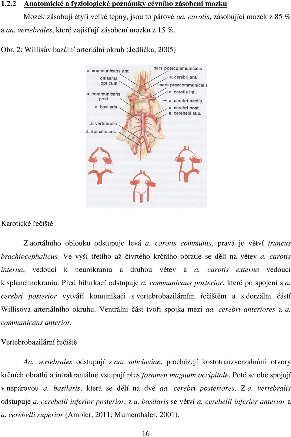 carotis communis, pravá je větví truncus brachiocephalicus. Ve výši třetího až čtvrtého krčního obratle se dělí na větev a. carotis interna, vedoucí k neurokraniu a druhou větev a a.