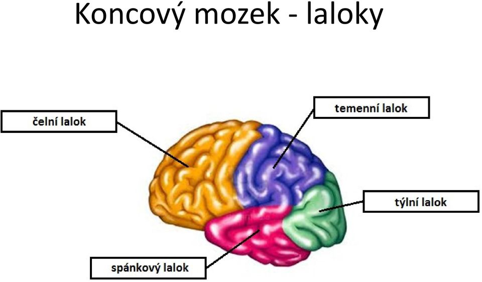 laloky