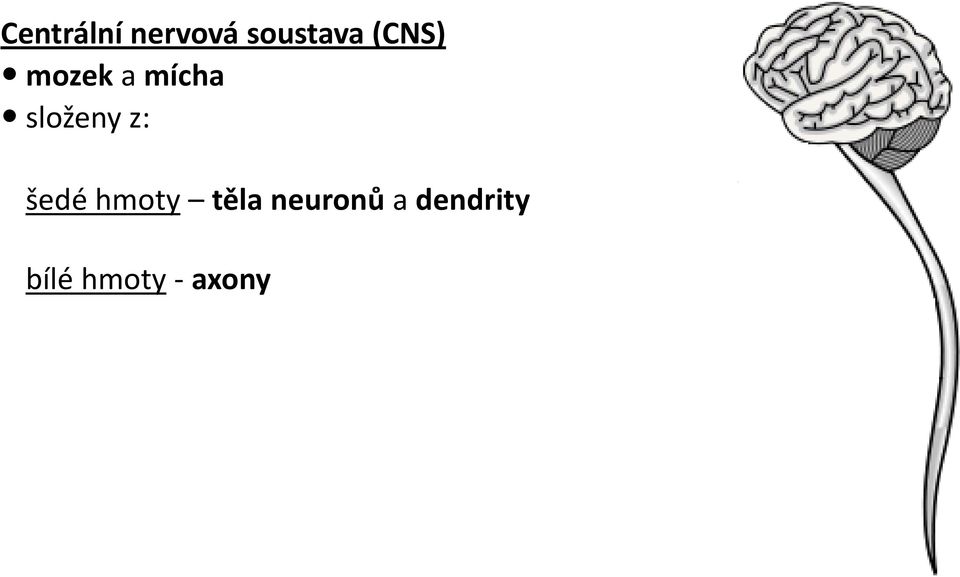 z: šedé hmoty těla neuronů