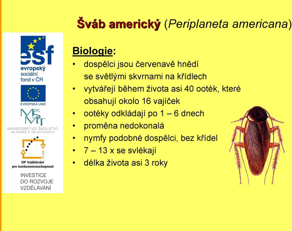 které obsahují okolo 16 vajíček ootéky odkládají po 1 6 dnech proměna