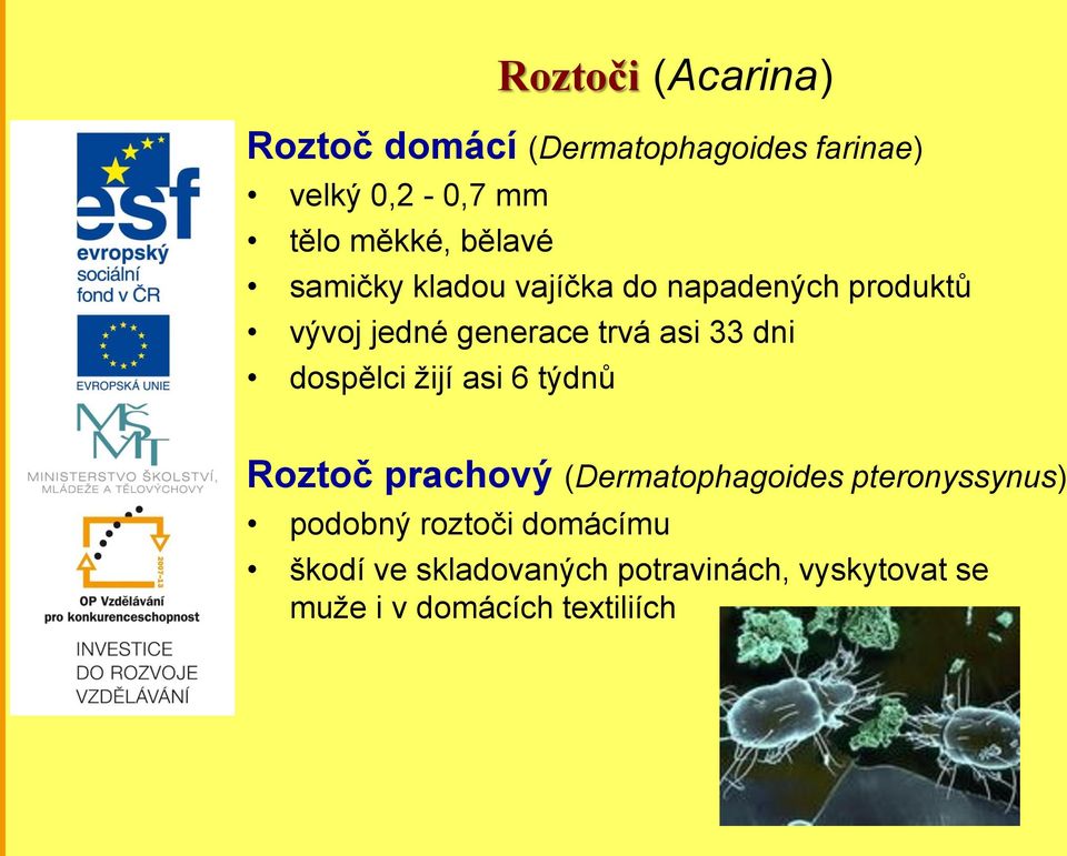 dni dospělci žijí asi 6 týdnů Roztoč prachový (Dermatophagoides pteronyssynus) podobný