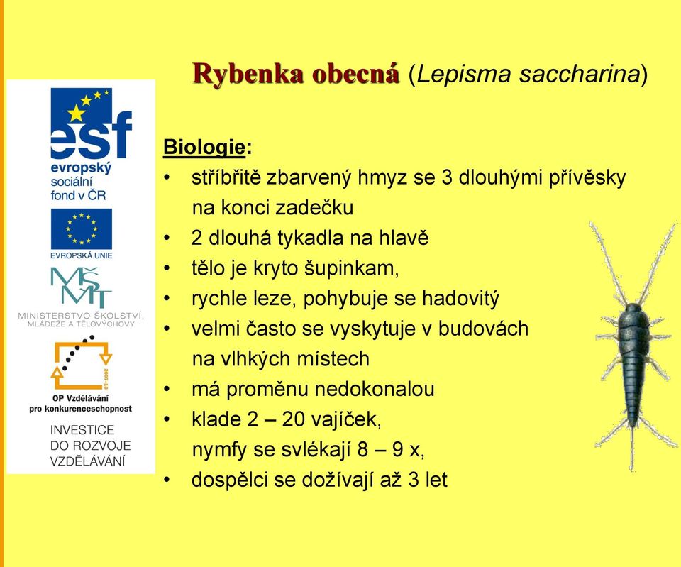 leze, pohybuje se hadovitý velmi často se vyskytuje v budovách na vlhkých místech má