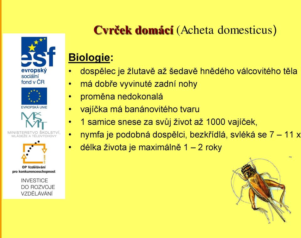 vajíčka má banánovitého tvaru 1 samice snese za svůj život až 1000 vajíček,