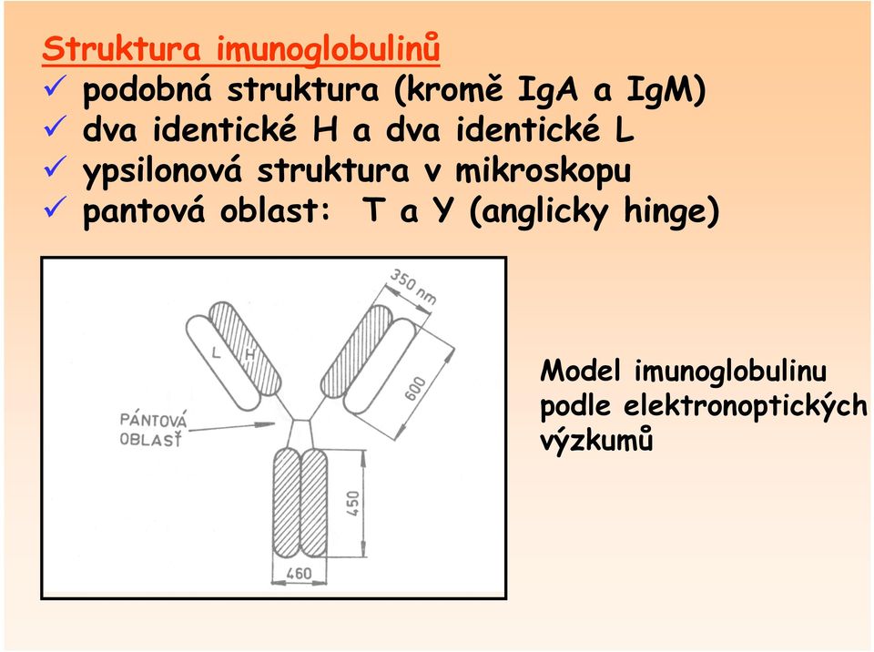 struktura v mikroskopu pantová oblast: T a Y (anglicky