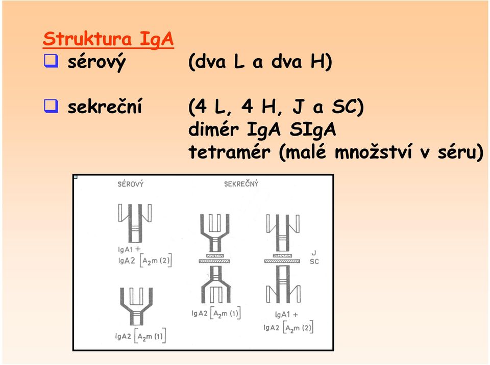H, J a SC) dimér IgA SIgA