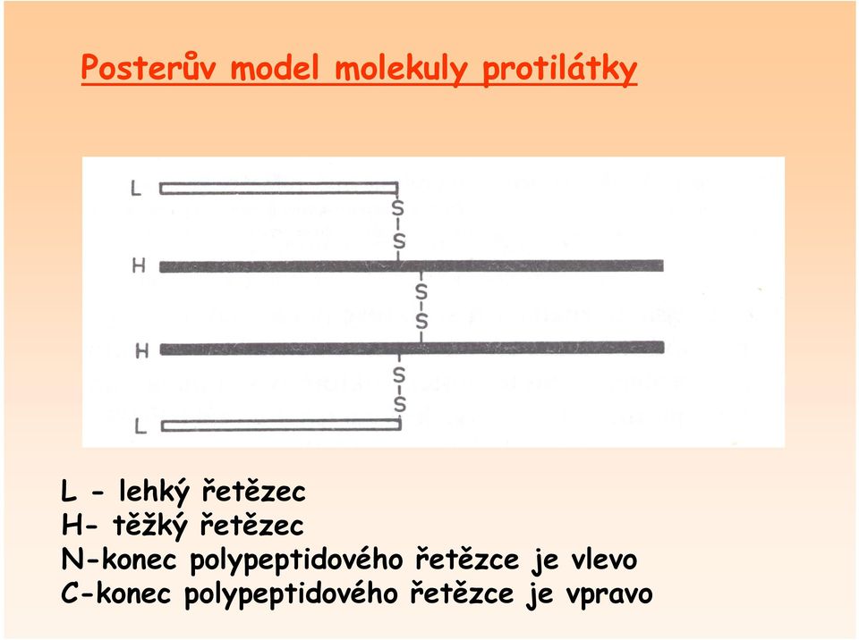 N-konec polypeptidového řetězce je