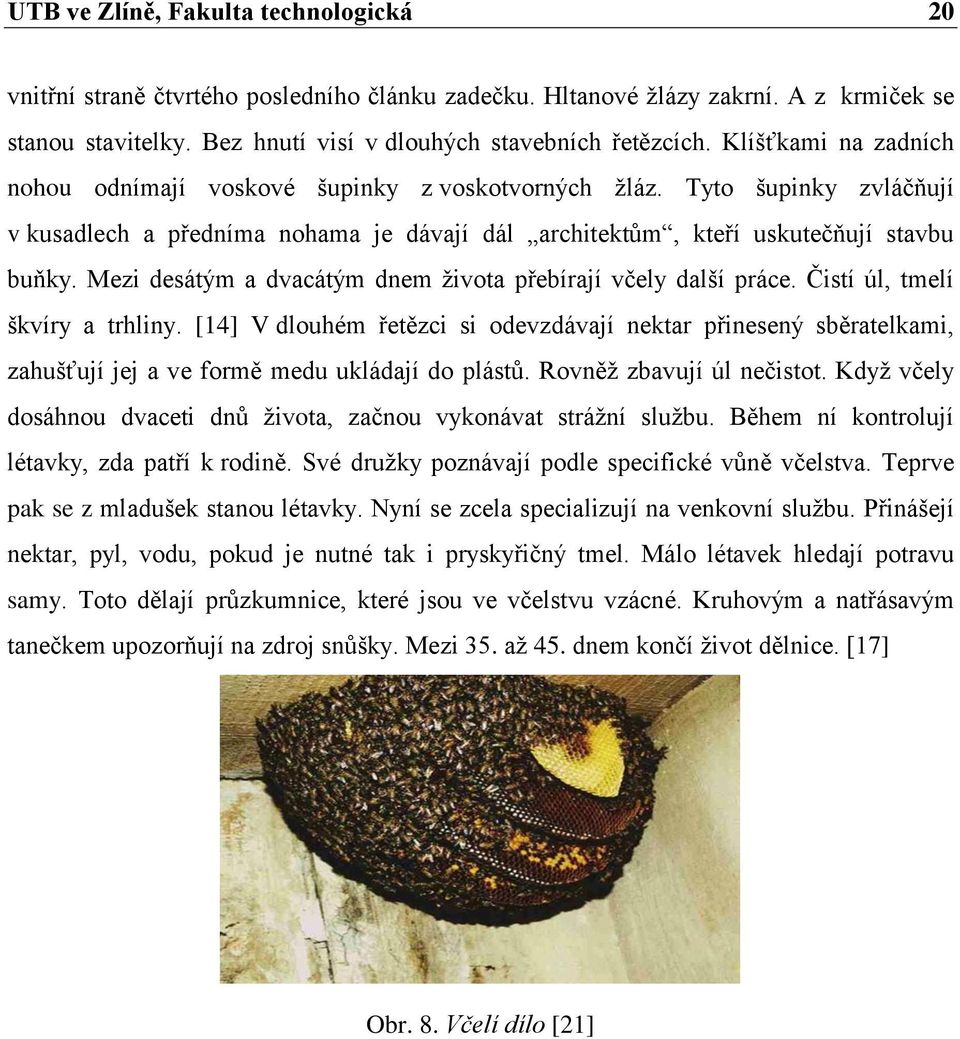 Mezi desátým a dvacátým dnem ţivota přebírají včely další práce. Čistí úl, tmelí škvíry a trhliny.