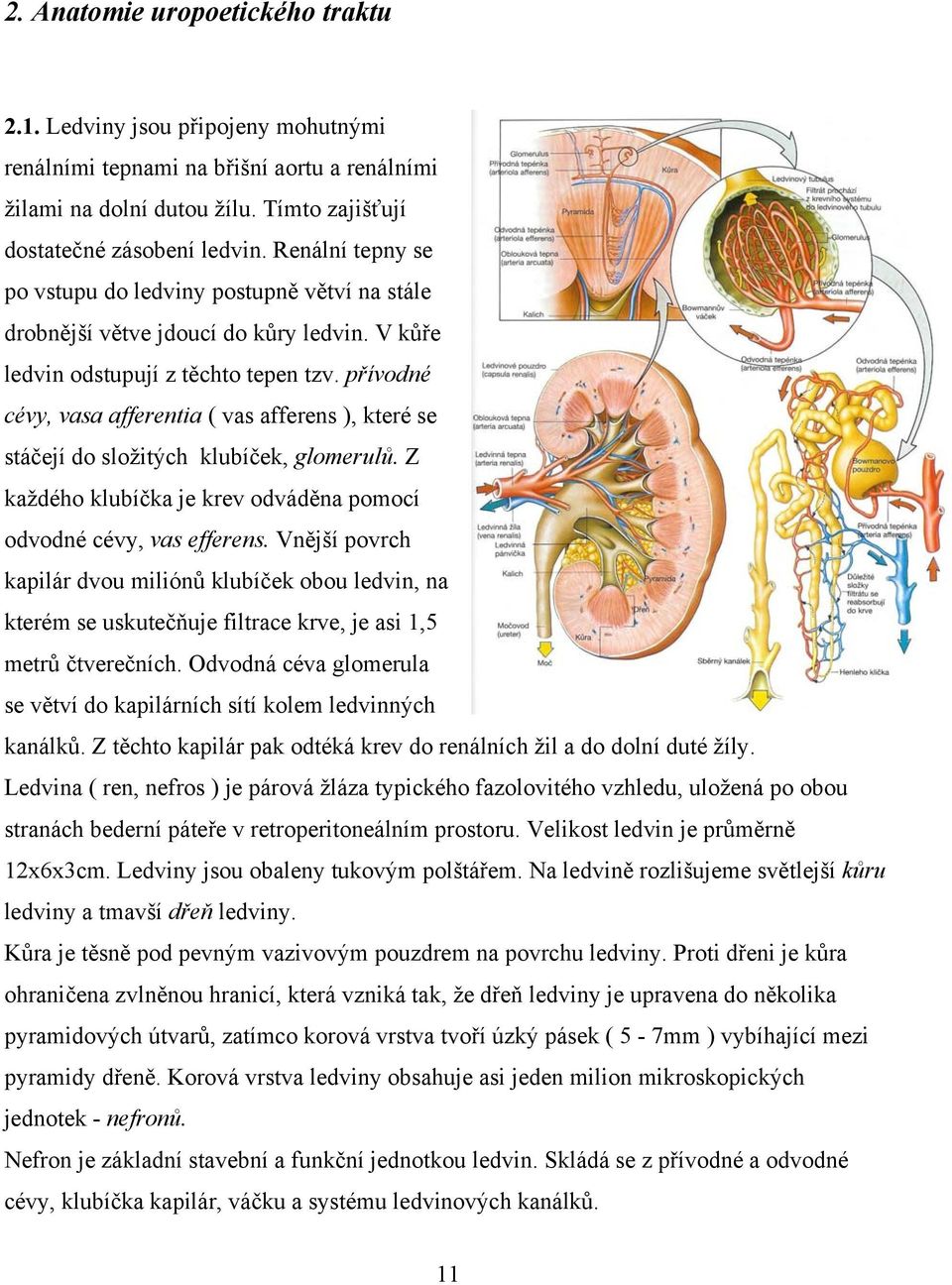 přívodné cévy, vasa afferentia ( vas afferens ), které se stáčejí do složitých klubíček, glomerulů. Z každého klubíčka je krev odváděna pomocí odvodné cévy, vas efferens.