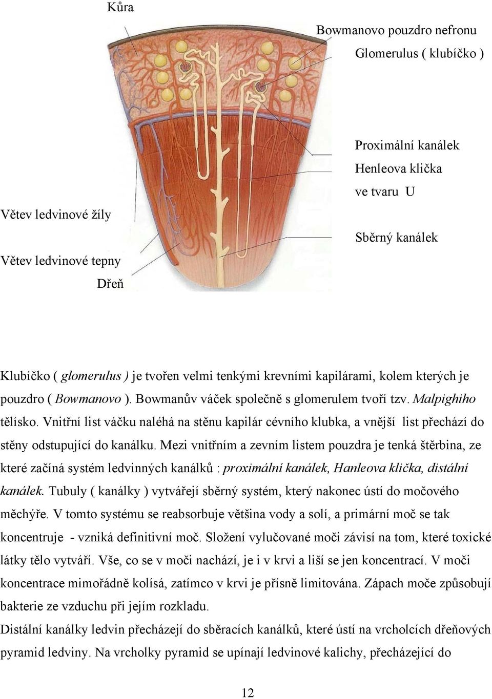 Vnitřní list váčku naléhá na stěnu kapilár cévního klubka, a vnější list přechází do stěny odstupující do kanálku.