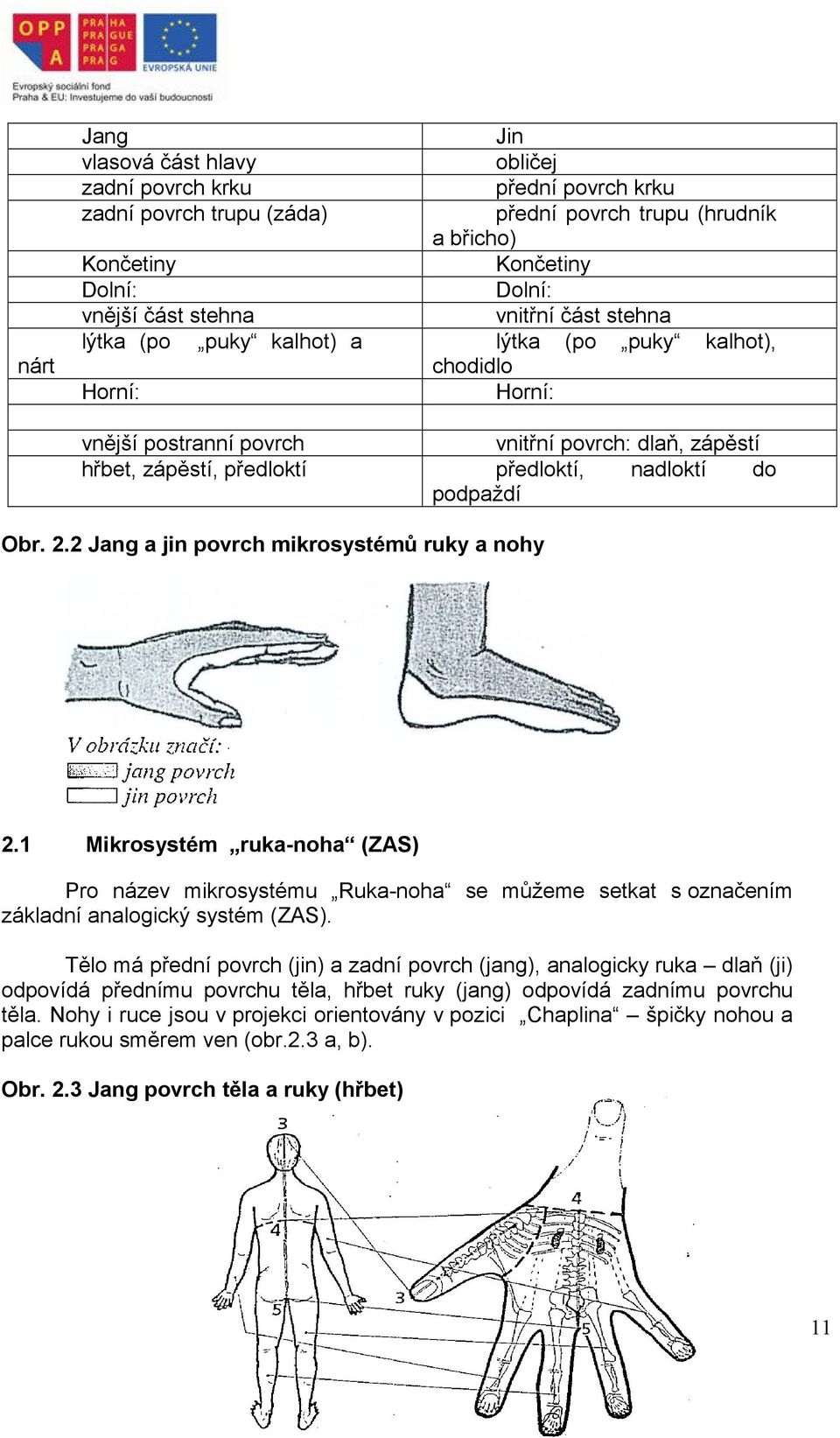 podpaždí Obr. 2.2 Jang a jin povrch mikrosystémů ruky a nohy 2.1 Mikrosystém ruka-noha (ZAS) Pro název mikrosystému Ruka-noha se můžeme setkat s označením základní analogický systém (ZAS).