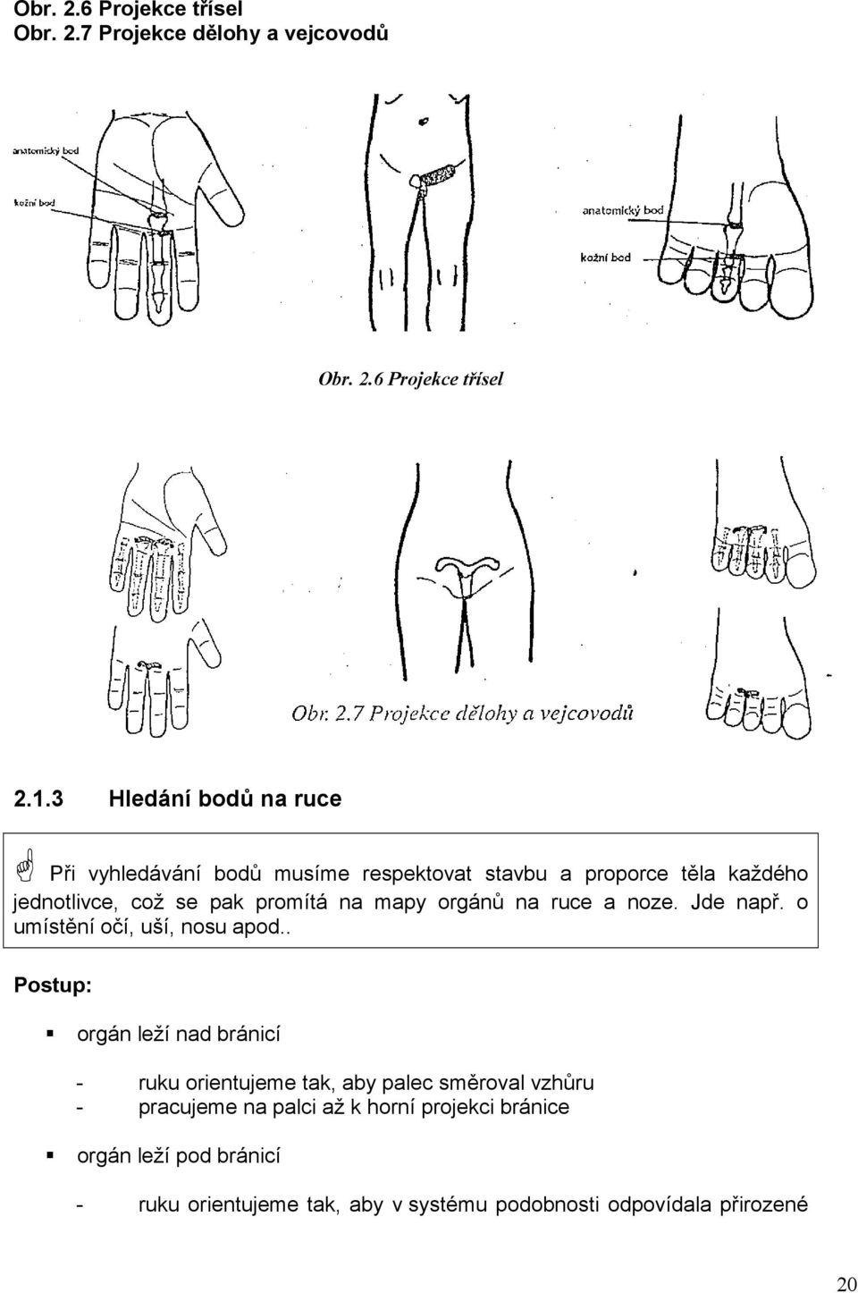 mapy orgánů na ruce a noze. Jde např. o umístění očí, uší, nosu apod.