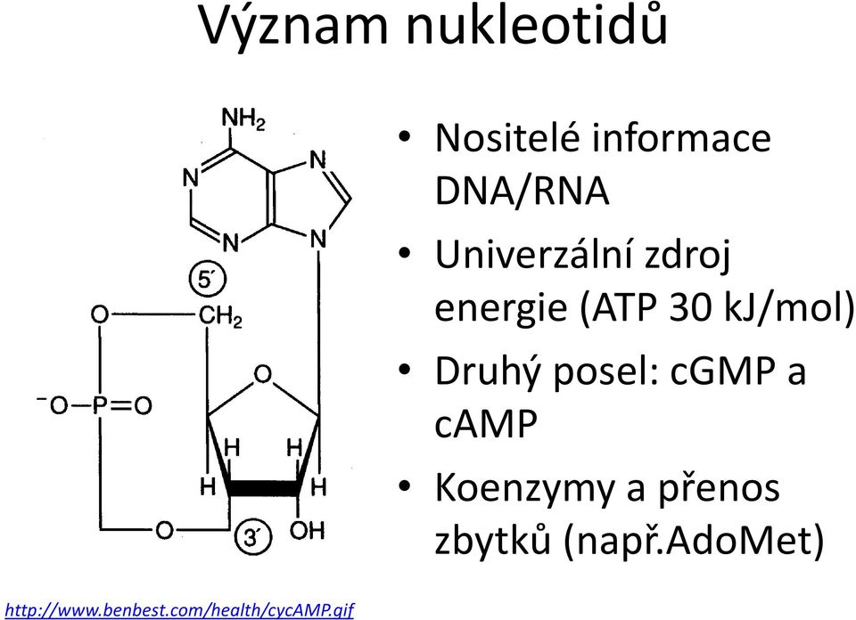 posel: cgmp a camp Koenzymy a přenos zbytků