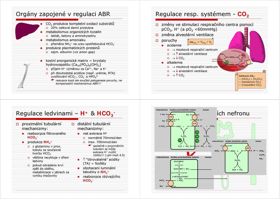 spotřebovává HCO produkce plazmatických proteinů zejm.