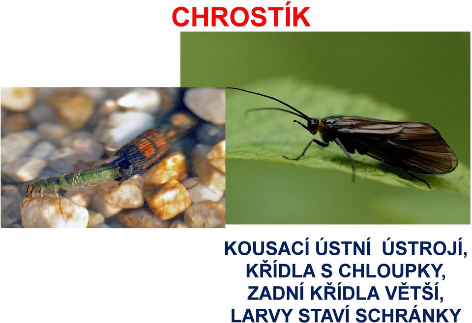 CHLOUPKY, ZADNÍ KŘÍDLA