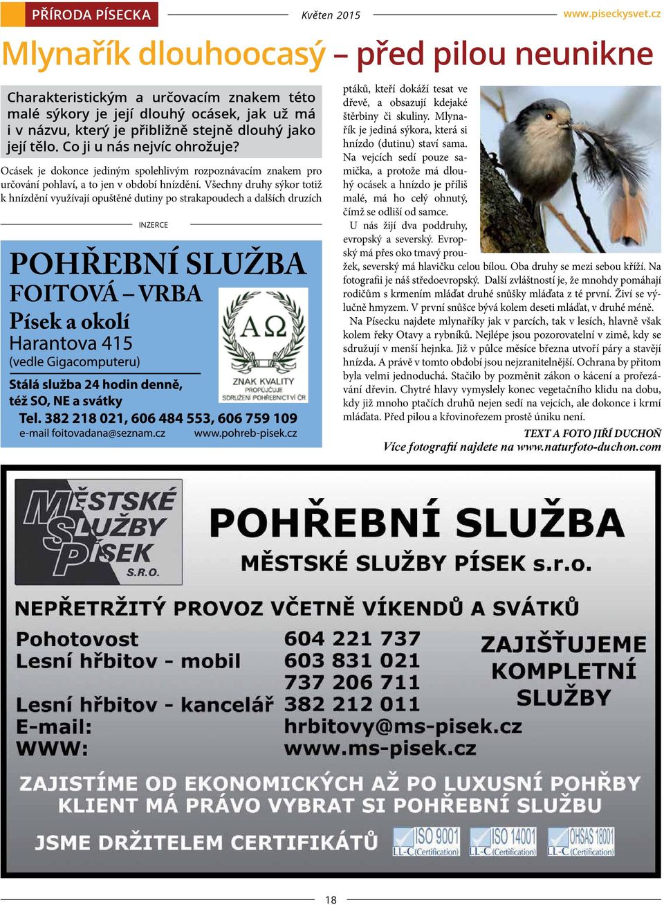 Co ji u nás nejvíc ohrožuje? Ocásek je dokonce jediným spolehlivým rozpoznávacím znakem pro určování pohlaví, a to jen v období hnízdění.